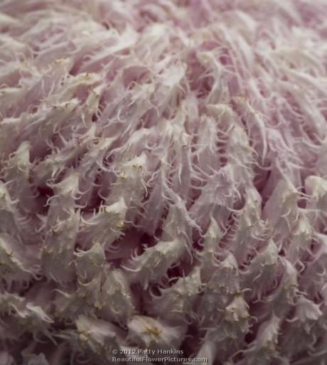 Gertrude - Intermediate Incurve Chrysanthemum