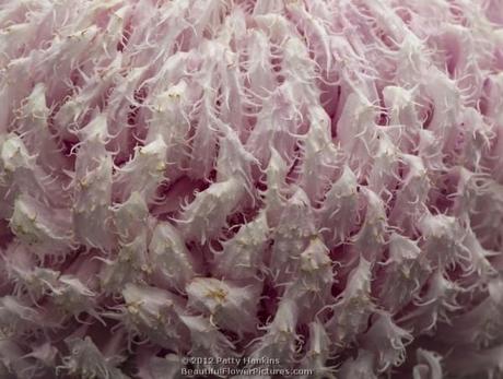 Gertrude - Intermediate Incurve Chrysanthemum