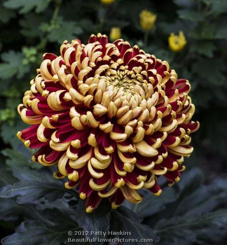 St. Tropez Intermediate Incurve Chrysanthemum