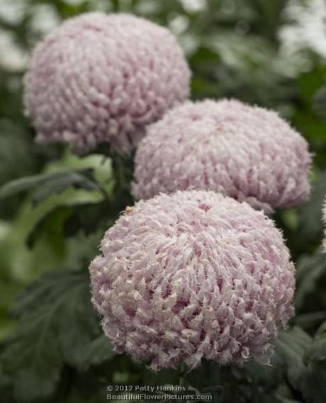 Gertrude - Intermediate Incurve Chrysanthemum