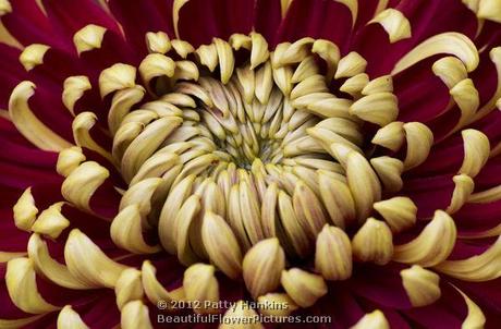 St. Tropez Intermediate Incurve Chrysanthemum