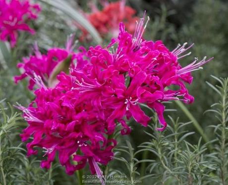 2012_11_nerine_mrs_dent_brokenhurst_5624 Mrs. Dent Brokenhurst Nerines