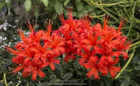 2012_11_nerine_mrs_cooper_5651 Mrs. Cooper Nerine