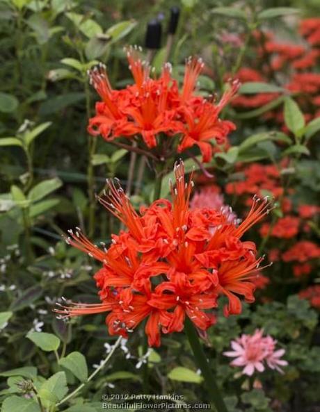 2012_11_nerine_mrs_cooper_5639 Mrs. Cooper Nerine