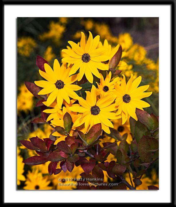 Swamp Sunflowers