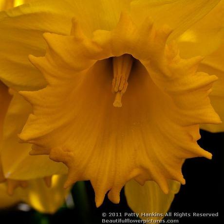 Trumpet daffodil Cyclope - a trumpet daffodil