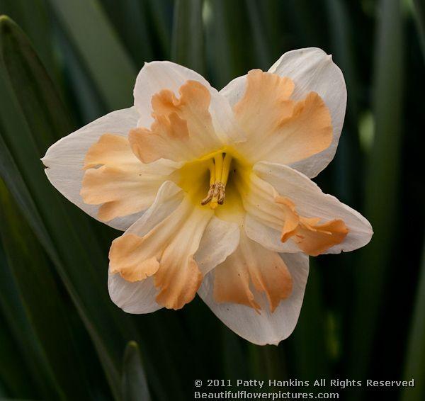 Cum Laude Daffodil - a split corona daffodil