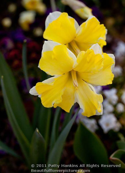 Cassata Daffodil - a split corona daffodil