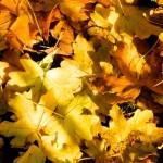 Leaves in St James Park