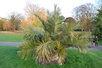 Jubaea chilensis (18/11/2012, Kew Gardens, London)