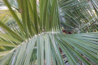 Jubaea chilensis Leaf (18/11/2012, Kew Gardens, London)