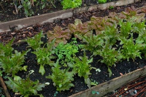 Lettuces in the beginning of October