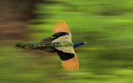 Creation: Peacock in flight