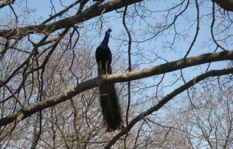 Creation: Peacock in flight