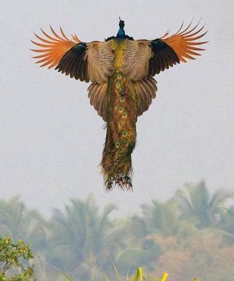 Creation: Peacock in flight