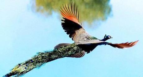 Creation: Peacock in flight