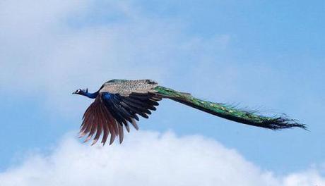 Creation: Peacock in flight