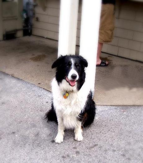 Tobey the Border Collie in Montauk