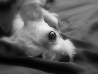 My Blogging Assistant and Reading Pal...