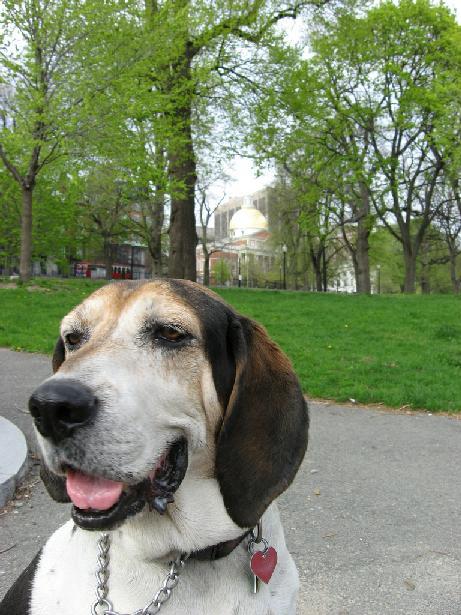 Dog plan for the Boston Common is in the works