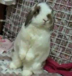 Hero rabbit saves owners from deadly gas leak