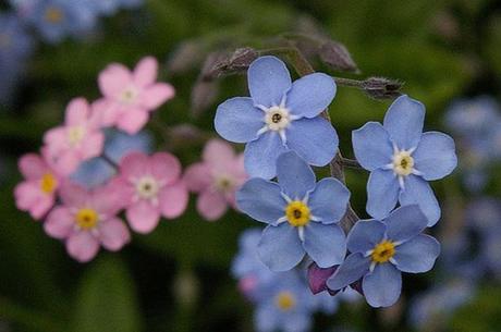 Forget Me Not.