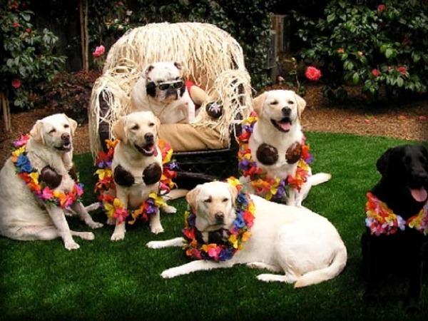 022211_spirithawk_labrador_retrievers_funny_labs