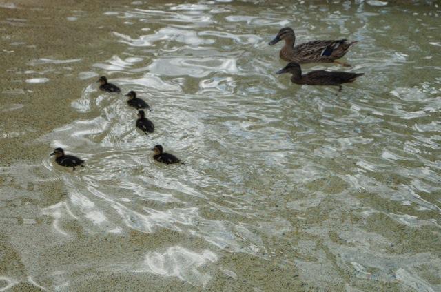 Wordless Wednesday – Waddling by the pool