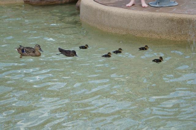 Wordless Wednesday – Waddling by the pool