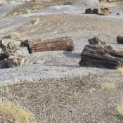 Logs Strewn about in the Petrified Forest Arizona