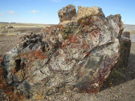 Close up of Petrified logs in the Petrified Forest Arizona