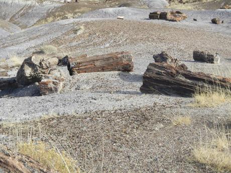Logs Strewn about in the Petrified Forest Arizona