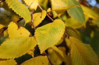 Ulmus laevis Leaf (18/11/2012, Kew Gardens, London)