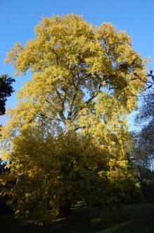 Ulmus laevis (18/11/2012, Kew Gardens, London)