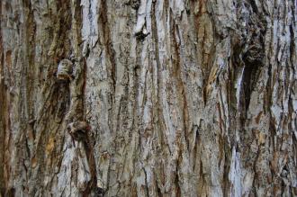 Ulmus laevis Bark (18/11/2012, Kew Gardens, London)