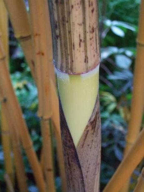 Exotics in the Winter