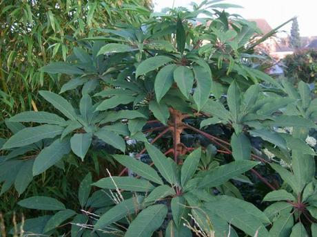 Exotics in the Winter