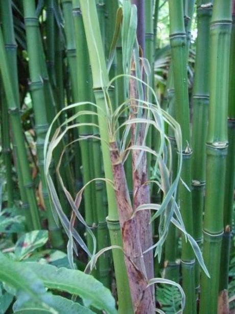 Exotics in the Winter