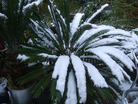 Exotics in the Winter