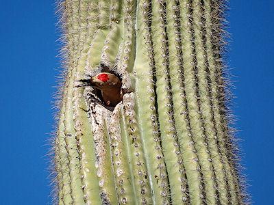 Desert Birds That Use The Inside Of A Cactus As Their Home