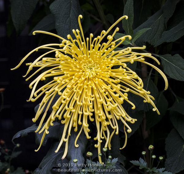 Oregon City Spider Chrysanthemum