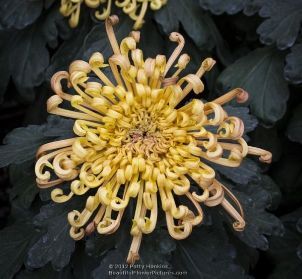 Dusky Queen Spider Chrysanthemum