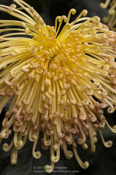 Lava Spider Chrysanthemum