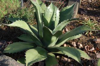 Agave salmiana var. ferox (18/11/2012, Kew Gardens, London)