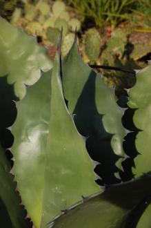 Agave salmiana var. ferox Detail (18/11/2012, Kew Gardens, London)