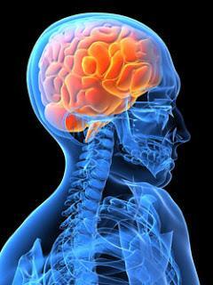 Is Your Brain Shrinking Due To Stress? What Are The Signs Is Your Brain Shrinking Due To Stress? What Are The Signs