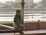 Monkey sitting on scaffolding