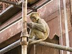 Monkey looking busy on some scaffolding