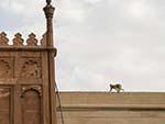 Monkey on the roof of the Agra Fort walls