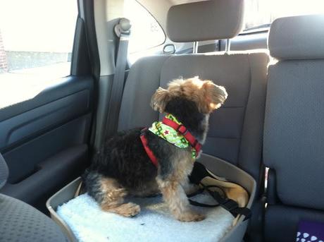 Yorkie-Priscilla-in-Her-Doggie-Car-Seat